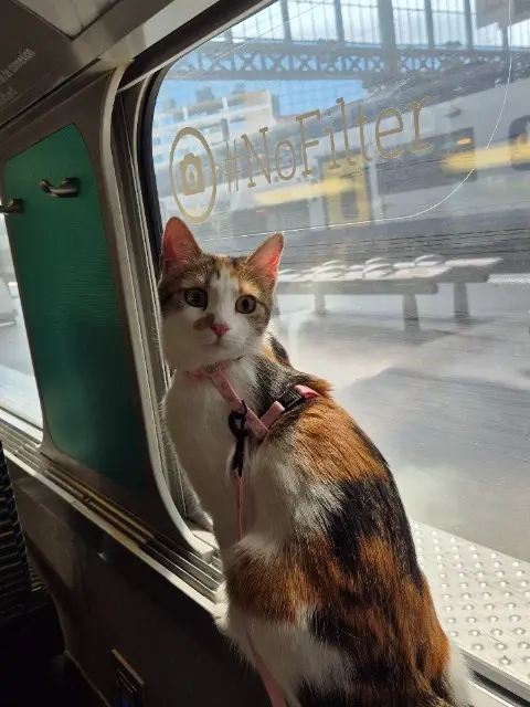 chatte lost   59200 Tourcoing Harmonie