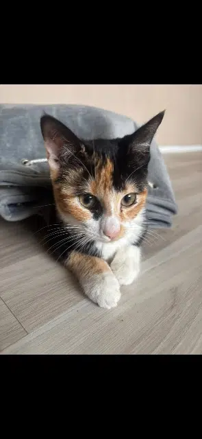 chatte lost   59220 Denain Hayette