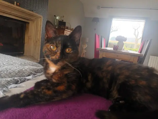 chatte lost   59270 Berthen HELLA