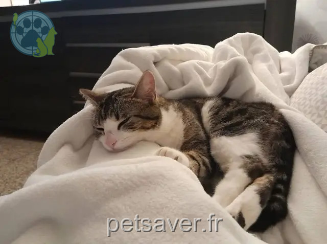 kat vermist 59250 Halluin Inaya kat lost 59250 Halluin Inaya