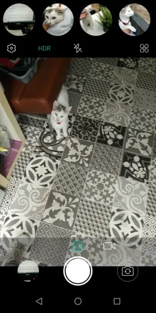 chatte lost   59200 Tourcoing Iris