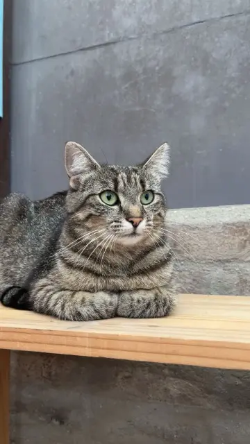 chatte lost   59192 Beuvrages Iris