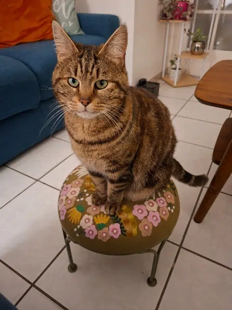 chatte lost   59230 Saint-Amand-les-Eaux Iris