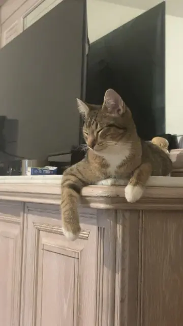 chatte lost   59860 Bruay-sur-l'Escaut Isis