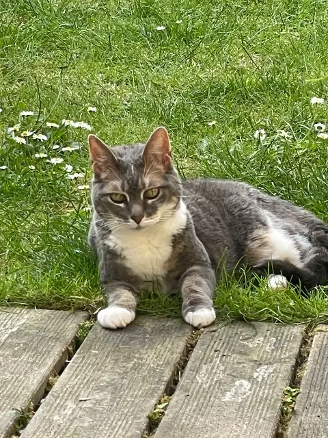 chatte lost    Villeneuve-d'Ascq Izzie
