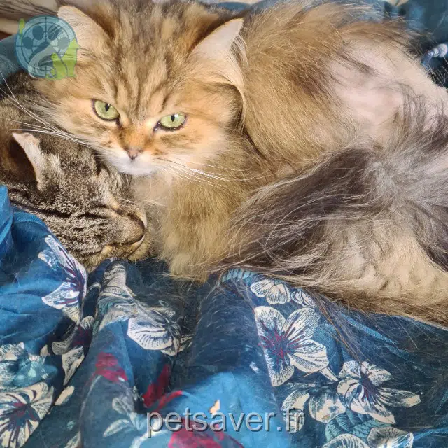 Katze lost 59554 Tilloy-lez-Cambrai Jade