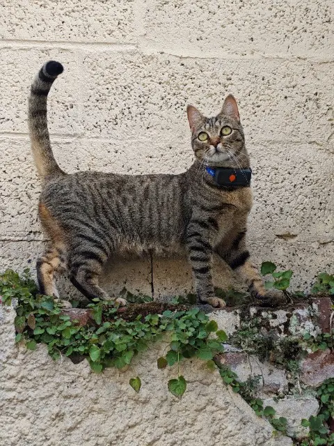 chatte lost   59170 Croix Jayne