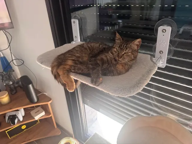 chatte lost   59286 Roost-Warendin Josette