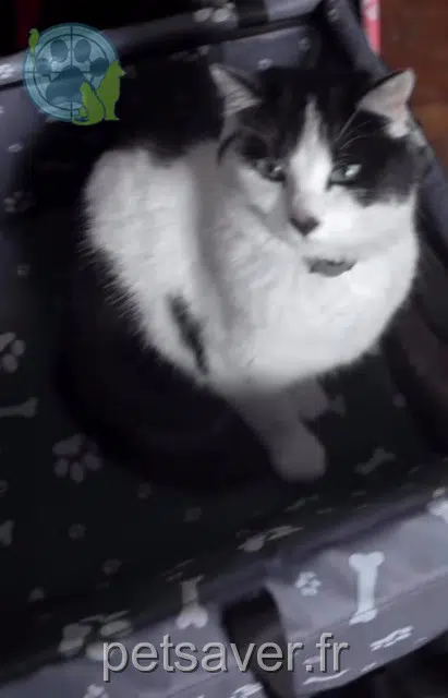 gatta persa 59930 La Chapelle-d'Armentières Kaito gatta lost 59930 La Chapelle-d'Armentières Kaito