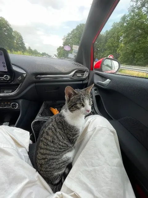 chatte lost   59110 La Madeleine Kayou