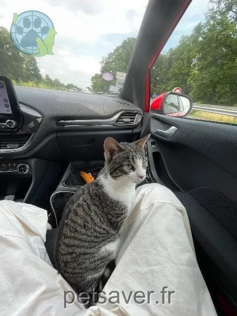 chatte perdue 59110 La Madeleine Kayou chatte lost 59110 La Madeleine Kayou