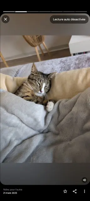 chatte lost   59960 Neuville-en-Ferrain Kewkew