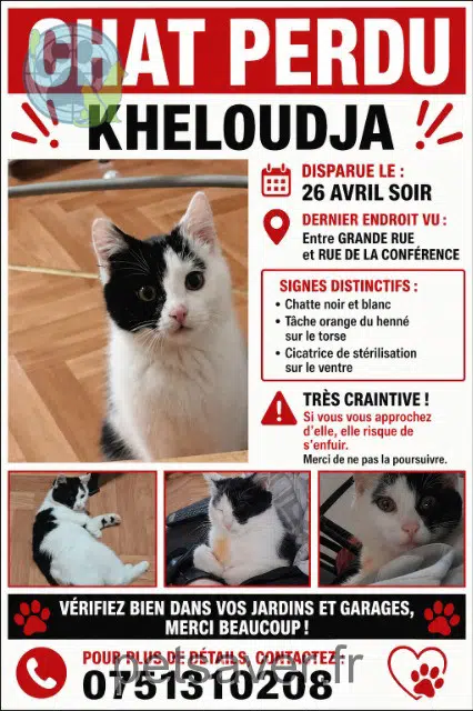 chatte lost   59100 Roubaix Kheloudja