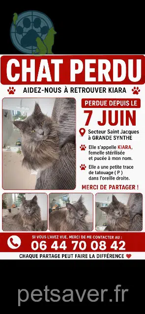 gatta lost   59760 Grande-Synthe Kiara