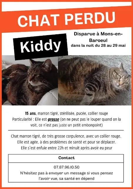 chatte lost   59370 Mons-en-Barœul Kiddy