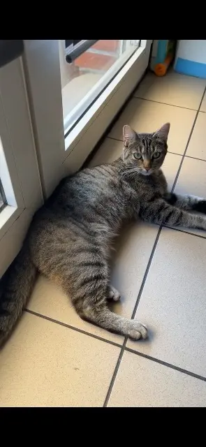 chatte lost   59166 Bousbecque Kifa