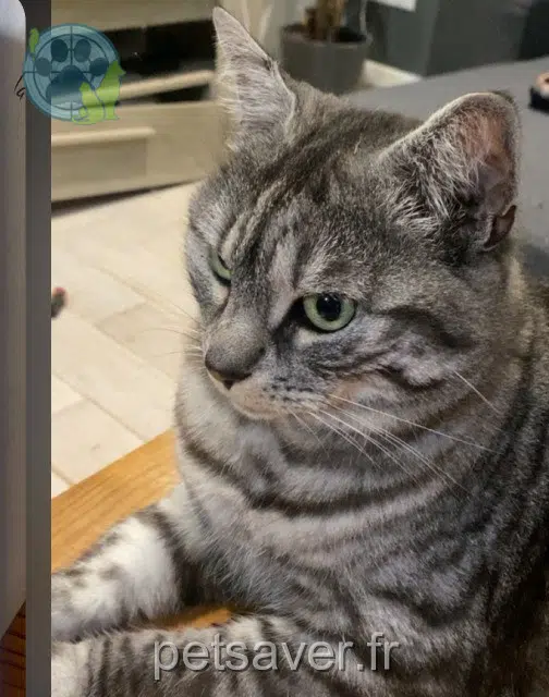 chatte lost 59263 Houplin-Ancoisne Kiki