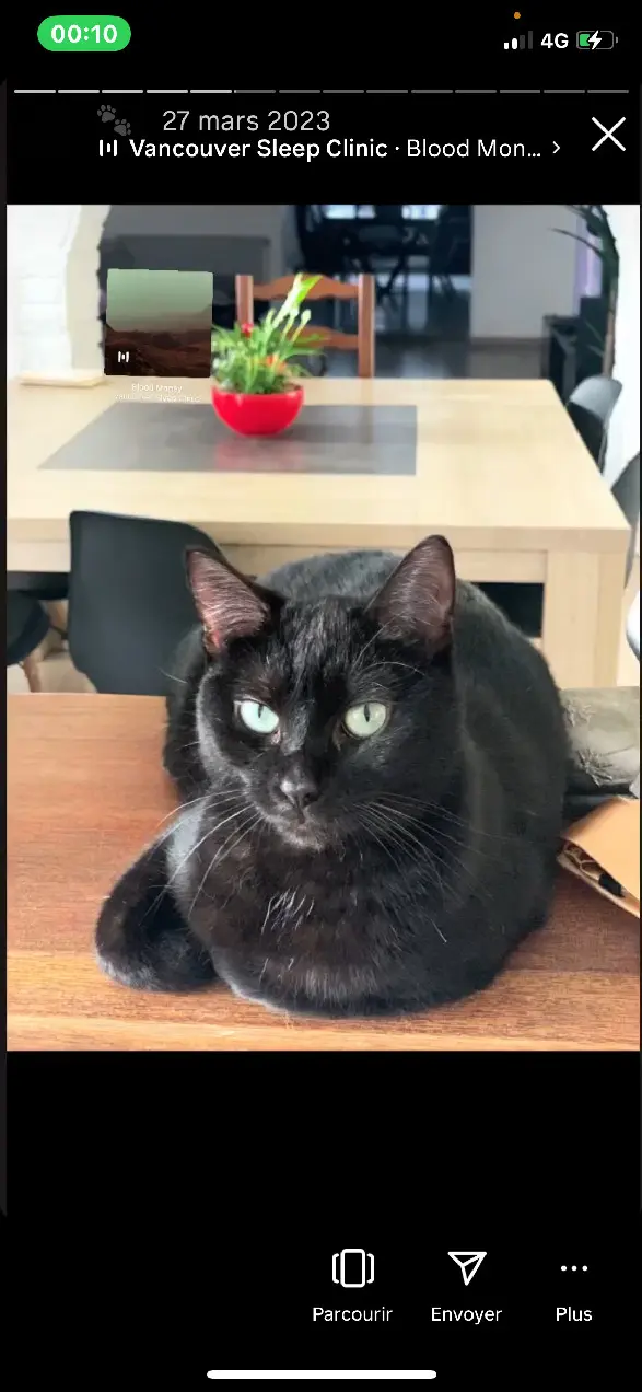 Chatte Perdue 59 Nord - Kira Chatte Perdue 59 Nord - Kira