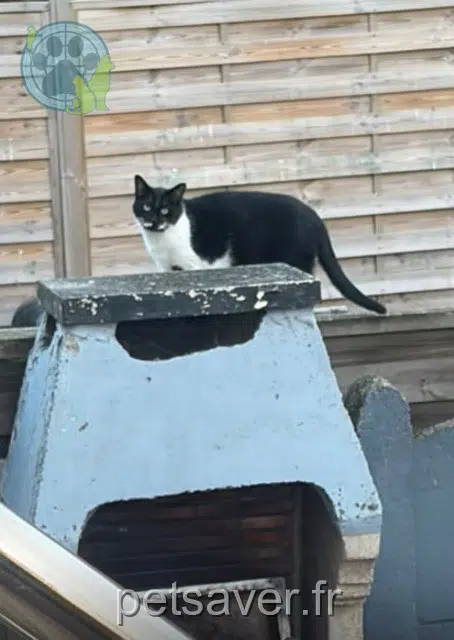 gatta lost 59370 Mons-en-Barœul Kitty