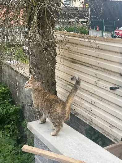 Chatte Perdue 59 Nord - Kyra Chatte Perdue 59 Nord - Kyra