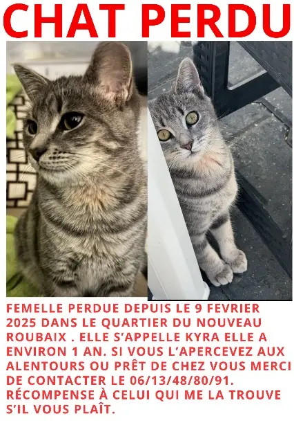 chatte lost   59100 Roubaix Kyra