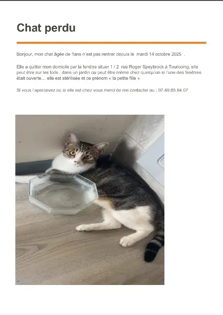 chatte lost   59200 Tourcoing Lapetitefille