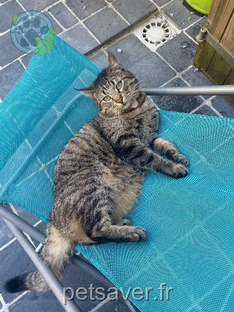 chatte lost 59110 La Madeleine Lara