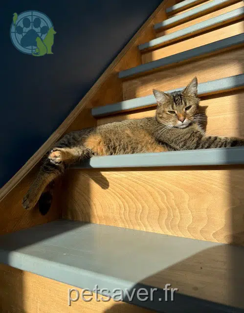 chatte lost   59252 Marquette-en-Ostrevant Laya