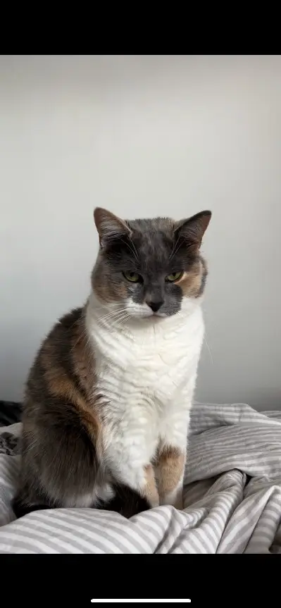 Chatte Perdue 59 Nord Lille Chatte Perdue 59 Nord Lille