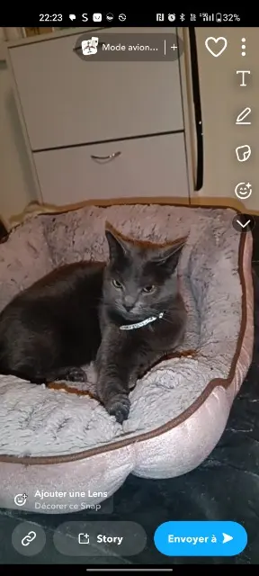 chatte lost    Lille Bulma