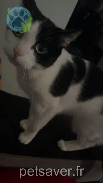 chatte lost    Lille Chanel