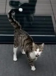 chatte lost    Lille Chaussette