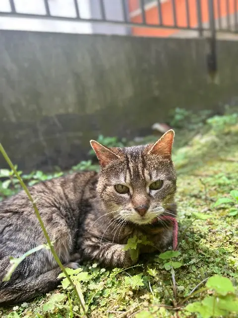 chatte lost    Lille Choukette