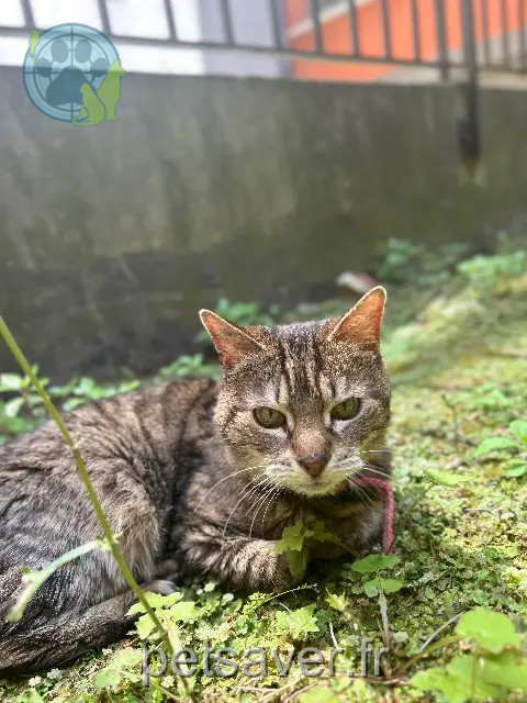 chatte perdue Lille Choukette chatte lost Lille Choukette