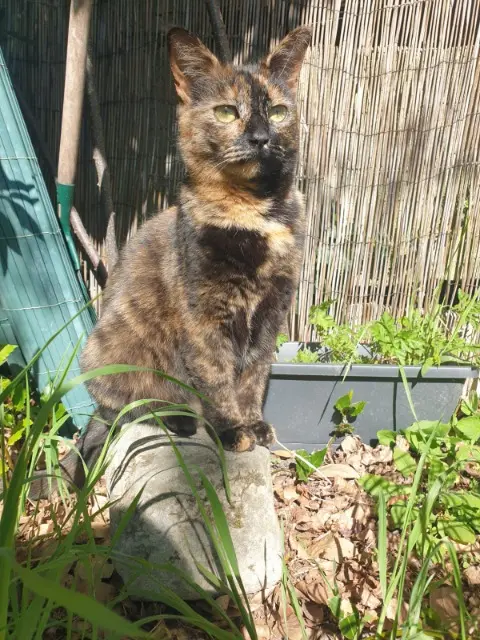 chatte lost    Lille Cookie