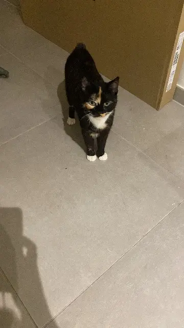chatte lost    Lille Dahlia