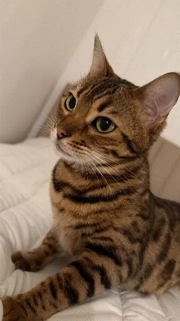 chatte lost    Lille Dbb