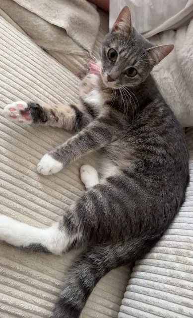 chatte lost    Lille Eyla