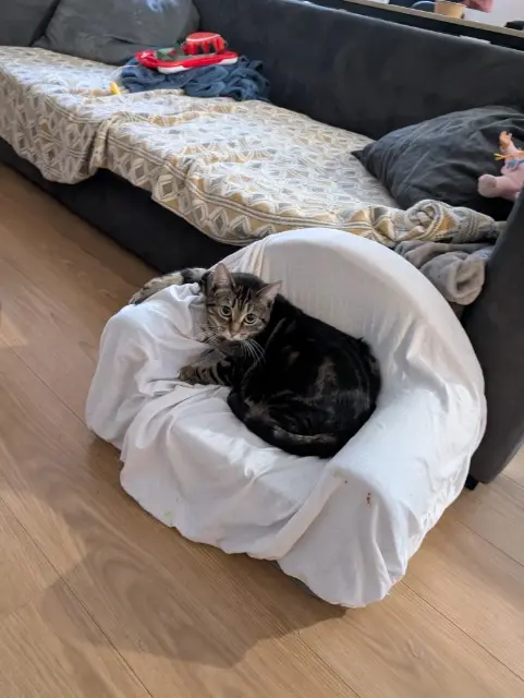 chatte lost    Lille Frimousse