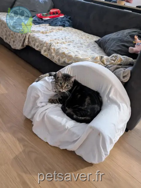 kat vermist Lille Frimousse kat lost Lille Frimousse