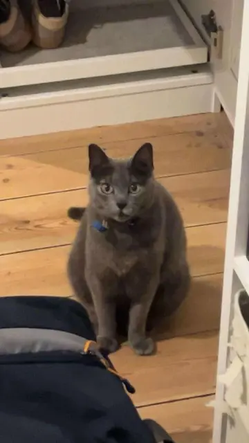 chatte lost    Lille Frisquette