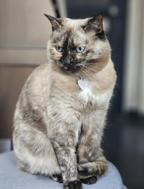 chatte lost    Lille Greys