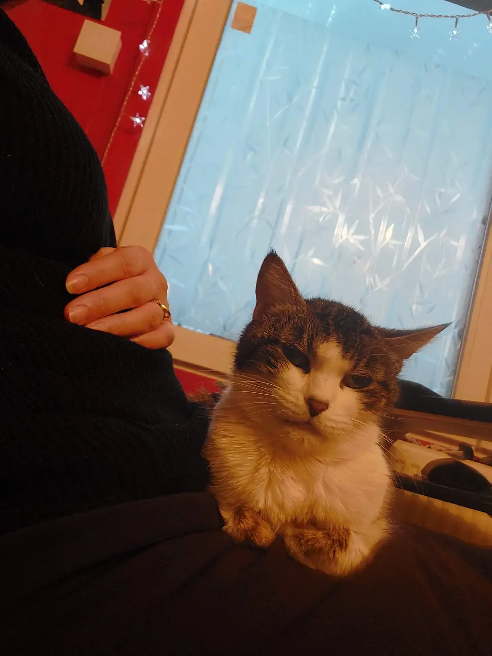 Chatte Perdue 59 Nord Lille Chatte Perdue 59 Nord Lille