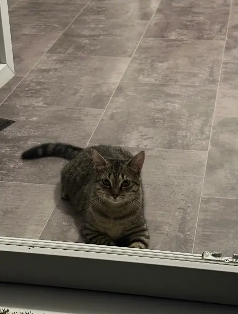 chatte lost    Lille Kira