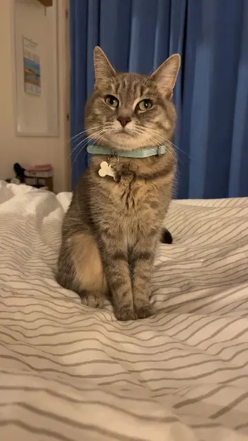 chatte lost    Lille Louna