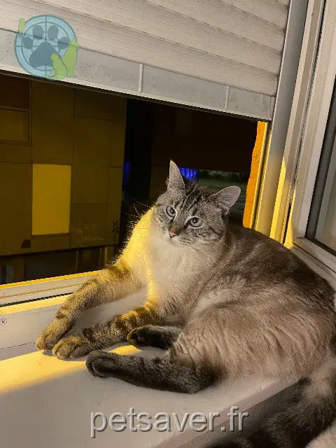 chatte lost    Lille Maggy