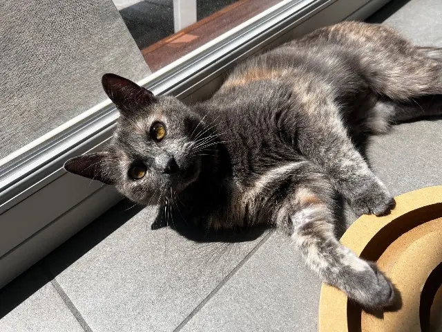 chatte lost    Lille Meï