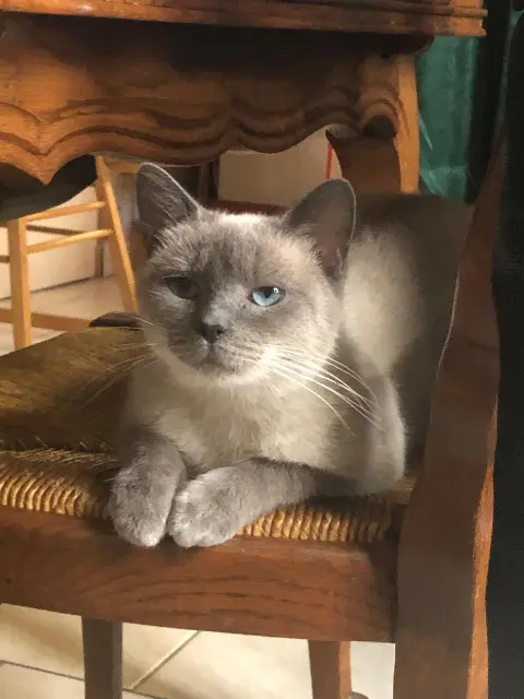 chatte perdue Lille Mimi chatte lost Lille Mimi