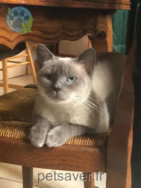 chatte perdue Lille Mimi chatte lost Lille Mimi