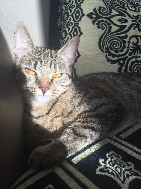Katze vermisst Lille Nala Katze lost Lille Nala